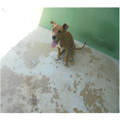 Comune di Casoria - Cane - Microchip 380260043921222