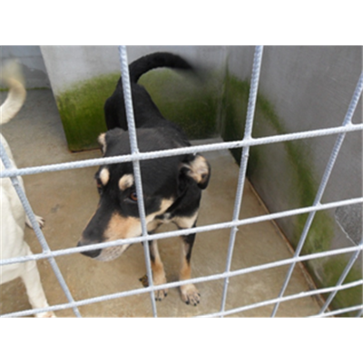 Comune di Cardito - 900062000154159