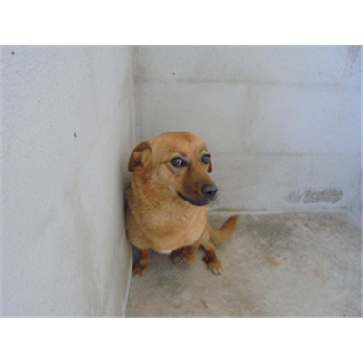 Comune di Portico di Caserta - 380260010268925