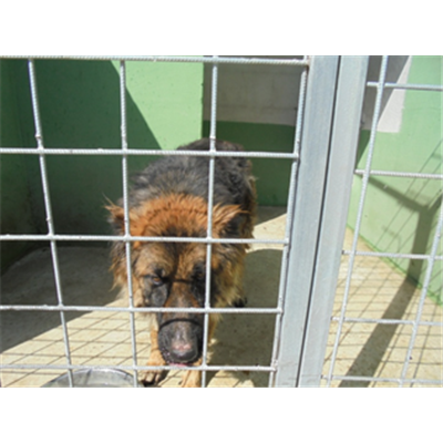 Comune di Sant'Arpino - Cane - Microchip 380260100387886