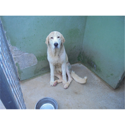 Comune di Sant'Arpino - Cane - Microchip 380260100702918