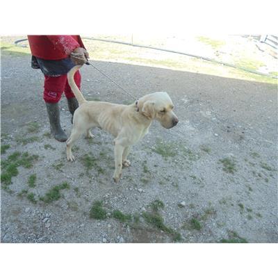 Comune di Orta di Atella - Cane - Microchip 380260044861592