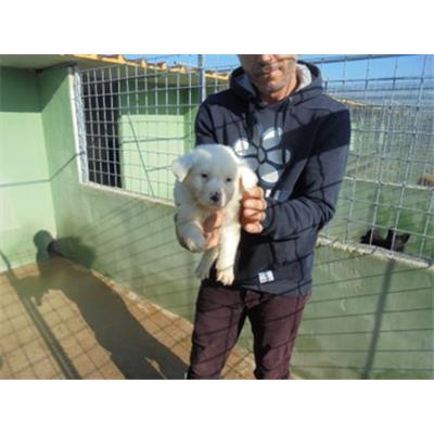 Comune di Orta di Atella - Cane - Microchip 380260044861809