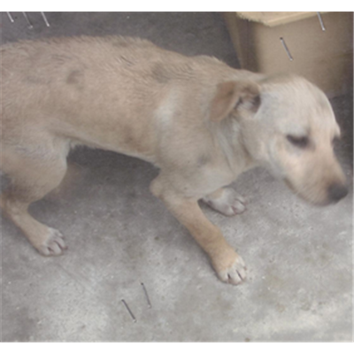 Comune di Orta di Atella - 380260010285739