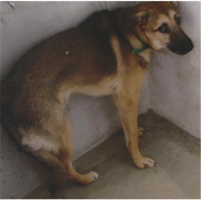 Comune di Orta di Atella - 380260100108773