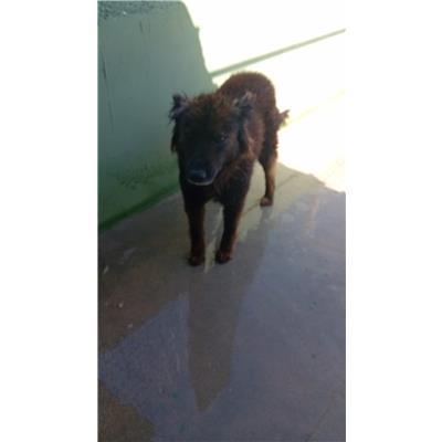 COMUNE DI COMIZIANO - Cane - Microchip 380260043093489