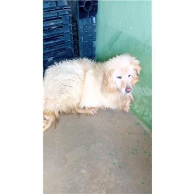 COMUNE DI COMIZIANO - Cane - Microchip 380260043092780