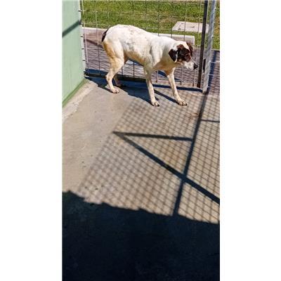 COMUNE DI COMIZIANO - Cane - Microchip 380260043092484