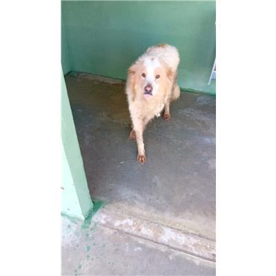 COMUNE DI COMIZIANO - Cane - Microchip 380260043093278