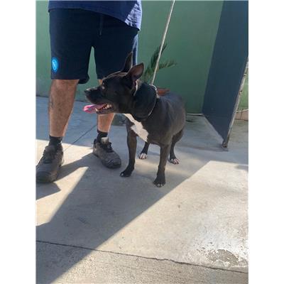 Comune di Acerra - Cane - Microchip 380260160686875