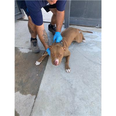 Comune di Afragola - Cane - Microchip 380260160686907