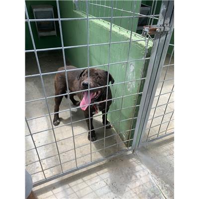 Comune di Afragola - Cane - Microchip 380260160686906