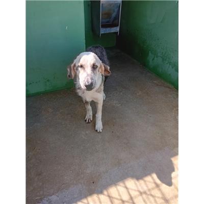Comune di Acerra - Cane - Microchip 380260160685203