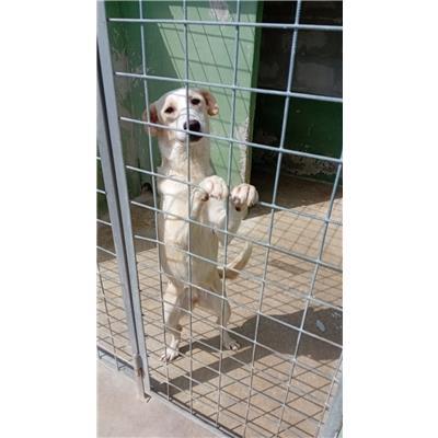 Comune di Acerra - Cane - Microchip 380260160686576