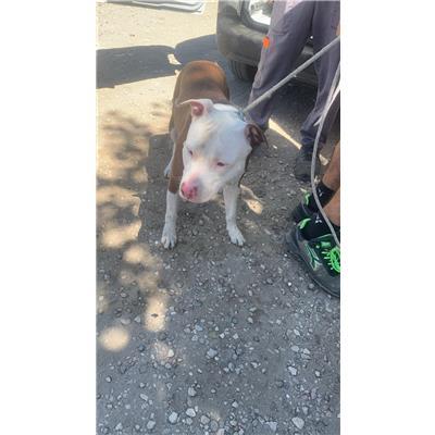 Comune di Acerra - Cane - Microchip 380260160686969