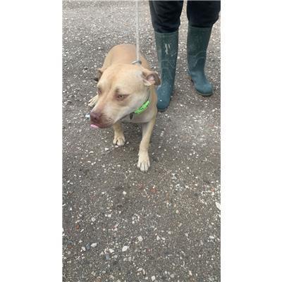 Comune di Afragola - Cane - Microchip 380260160686638