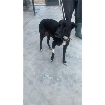 Comune di Casoria - Cane - Microchip 380260160685384