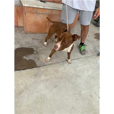 Comune di Acerra - Cane - Microchip 380260160685378