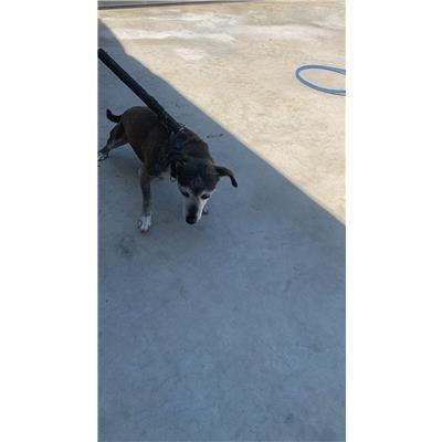 Comune di Afragola - Cane - Microchip 380260160685199