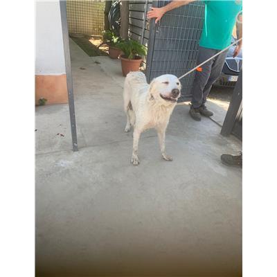 Comune di Casoria - 380260160685043