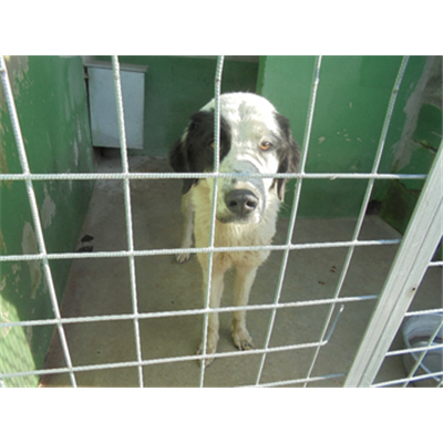 Comune di Orta di Atella - Cane - Microchip 380260044301198
