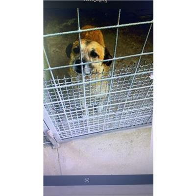 Comune di Cardito - Cane - Microchip 380260160762943