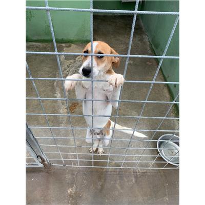 Comune di Acerra - Cane - Microchip 380260160763030